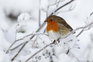 Foto: Vogel im Winter